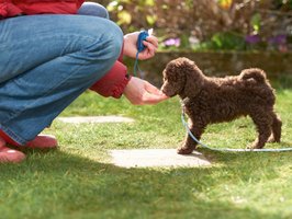 dog sitter milano