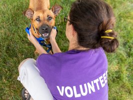 dog sitter milano